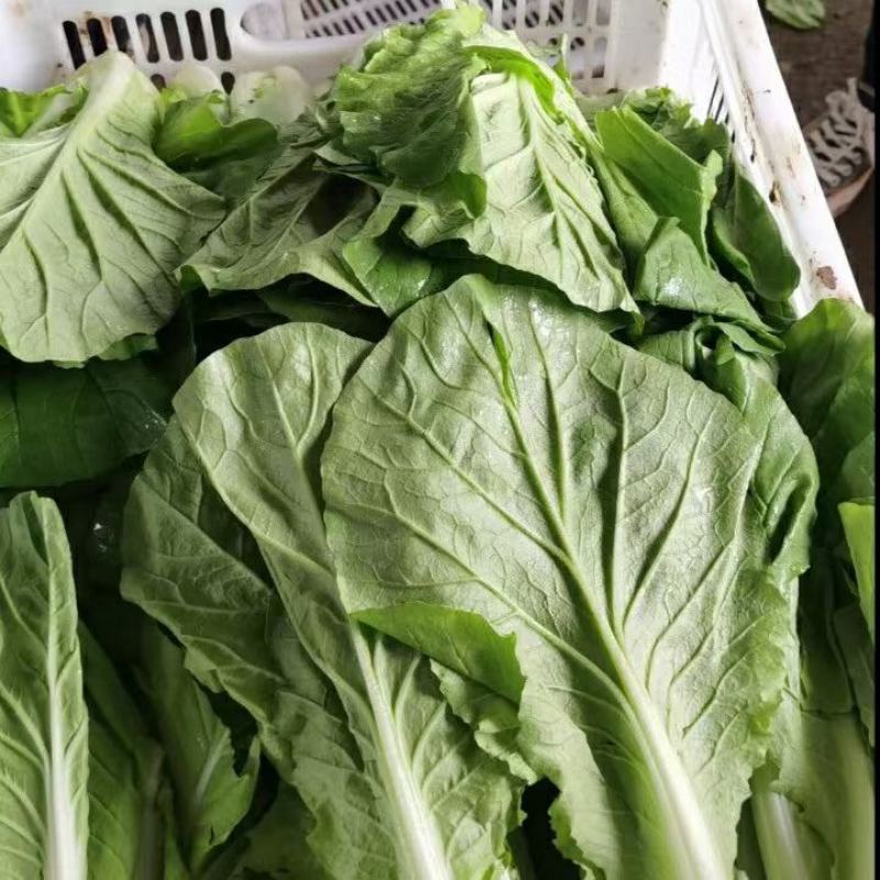 河南商丘精品快菜产地发货一手货源批发品质保证