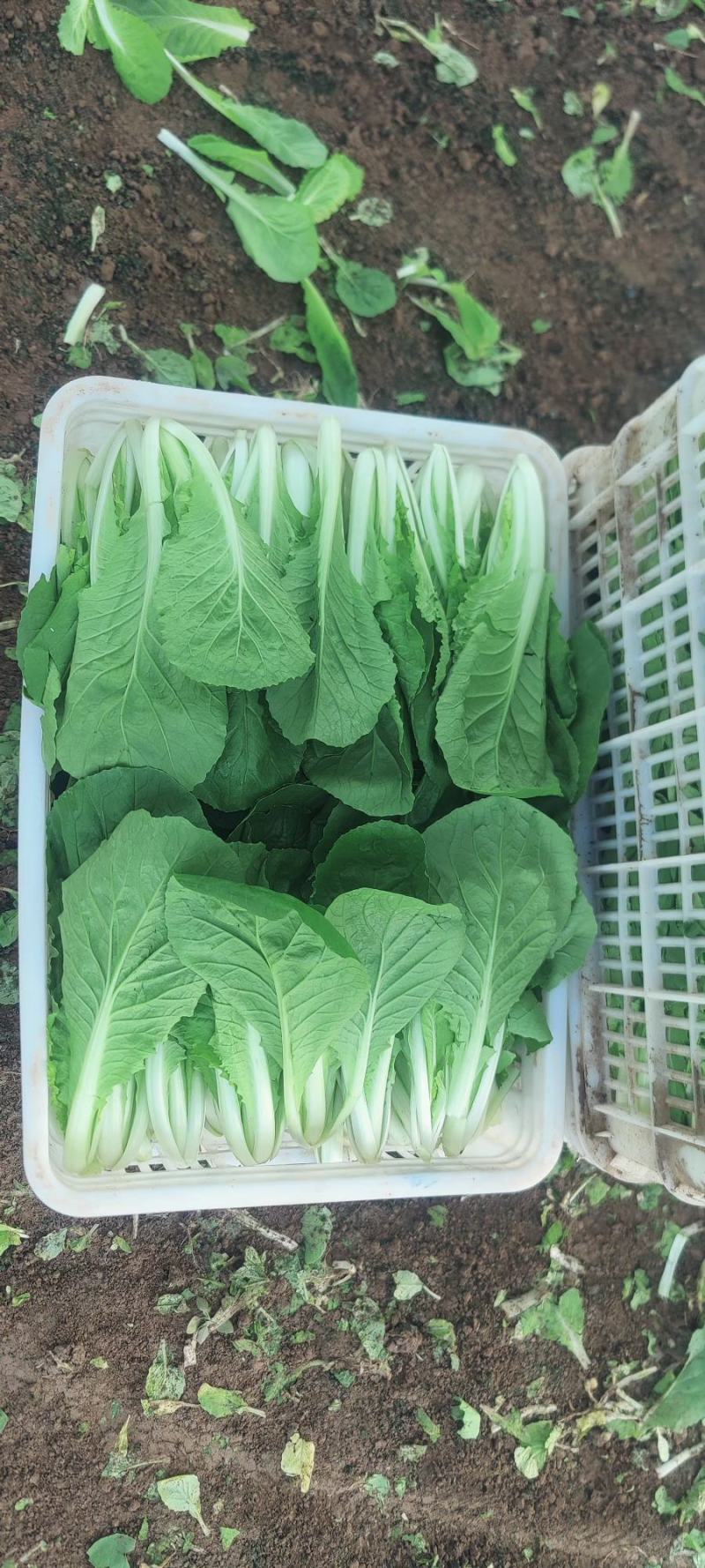 河南商丘精品快菜产地发货一手货源批发品质保证