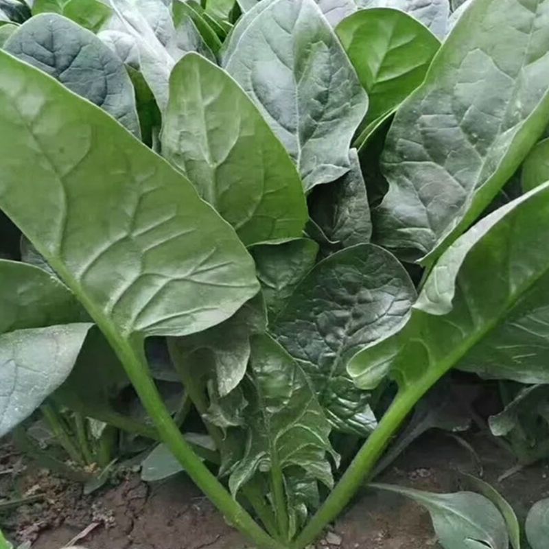 拖车头超人圆叶菠菜种子中早熟四季高产厚嫩耐抽苔基地大田
