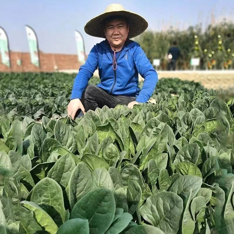 拖车头超人圆叶菠菜种子中早熟四季高产厚嫩耐抽苔基地大田