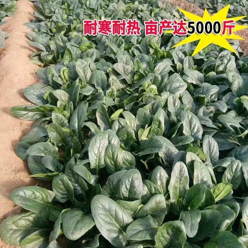 拖车头超人圆叶菠菜种子中早熟四季高产厚嫩耐抽苔基地大田