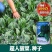 拖车头超人圆叶菠菜种子中早熟四季高产厚嫩耐抽苔基地大田