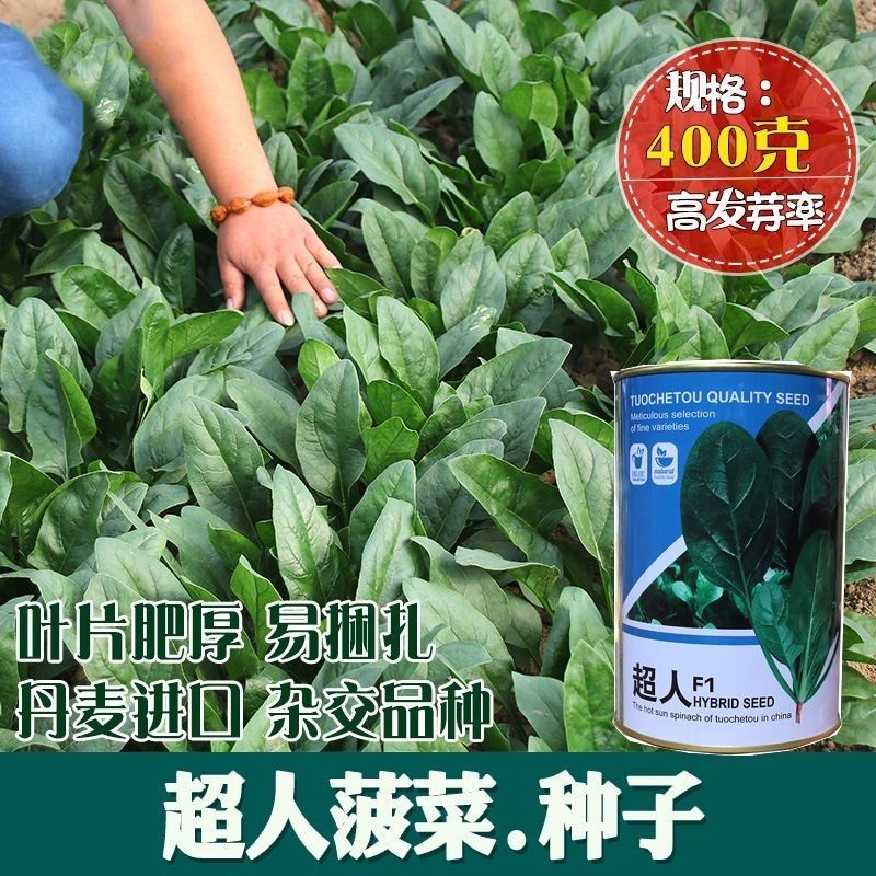 拖车头超人圆叶菠菜种子中早熟四季高产厚嫩耐抽苔基地大田