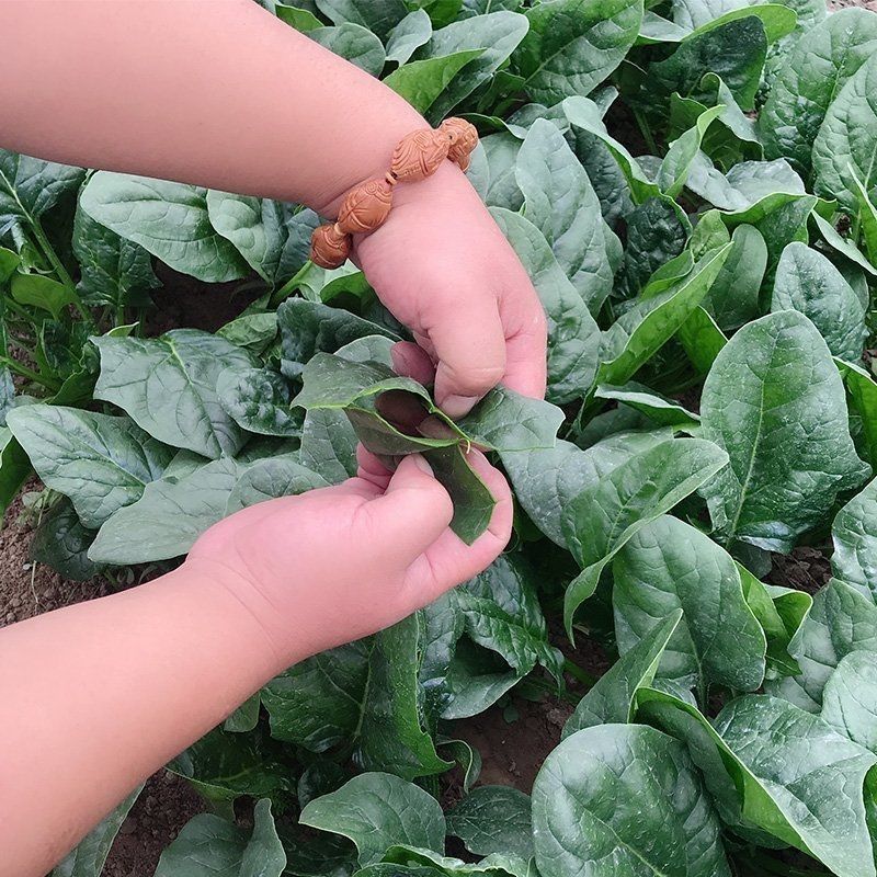 拖车头超人圆叶菠菜种子中早熟四季高产厚嫩耐抽苔基地大田