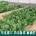 拖车头超人圆叶菠菜种子中早熟四季高产厚嫩耐抽苔基地大田