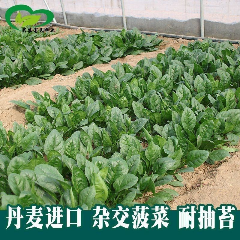 拖车头超人圆叶菠菜种子中早熟四季高产厚嫩耐抽苔基地大田