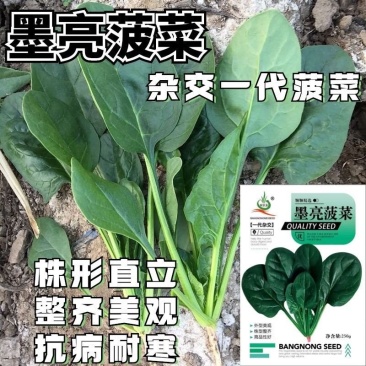 墨亮菠菜一代杂交圆叶菠菜种子抗病耐寒软糯无渣春秋直立菠菜