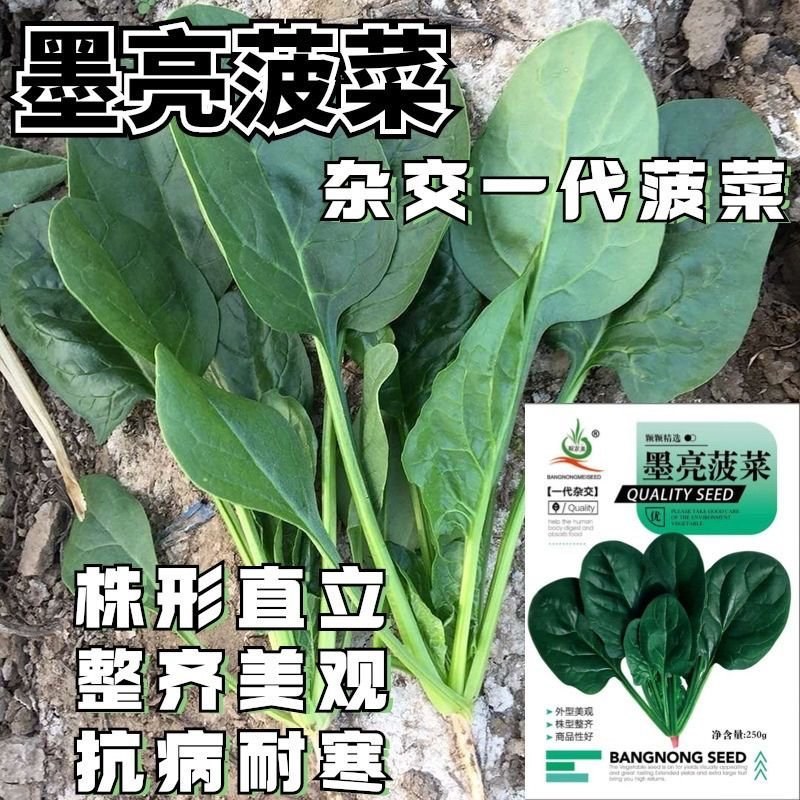 墨亮菠菜一代杂交圆叶菠菜种子抗病耐寒软糯无渣春秋直立菠菜