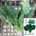 墨亮菠菜一代杂交圆叶菠菜种子抗病耐寒软糯无渣春秋直立菠菜