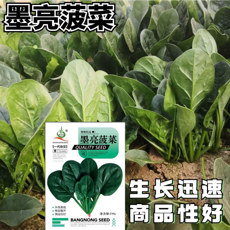 墨亮菠菜一代杂交圆叶菠菜种子抗病耐寒软糯无渣春秋直立菠菜