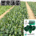 墨亮菠菜一代杂交圆叶菠菜种子抗病耐寒软糯无渣春秋直立菠菜