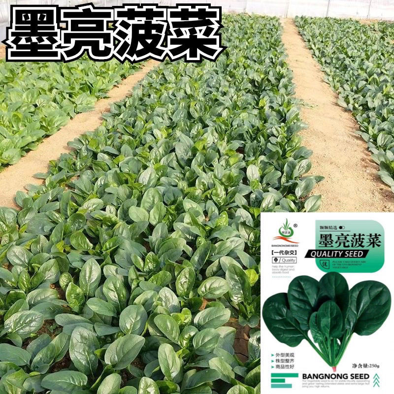 墨亮菠菜一代杂交圆叶菠菜种子抗病耐寒软糯无渣春秋直立菠菜