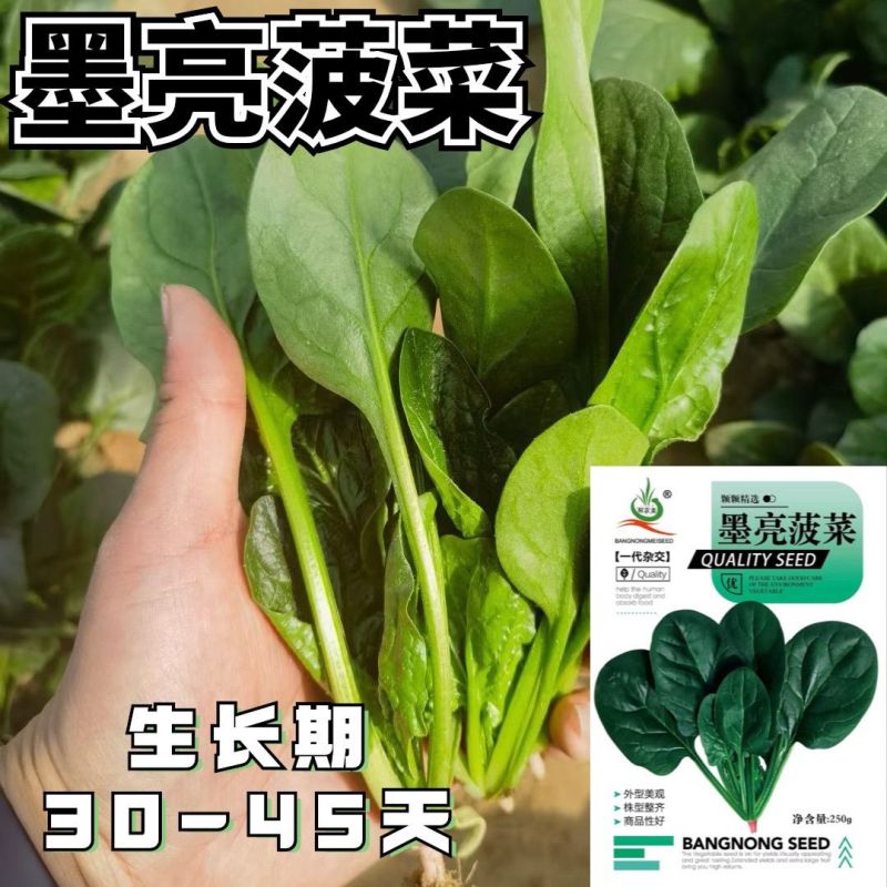 墨亮菠菜一代杂交圆叶菠菜种子抗病耐寒软糯无渣春秋直立菠菜