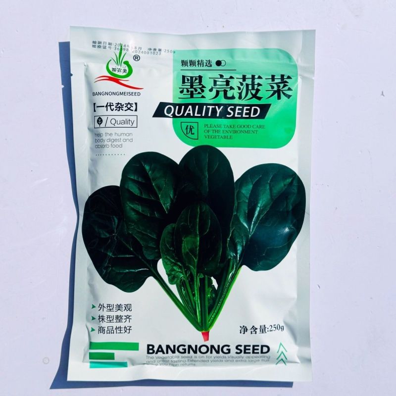 墨亮菠菜一代杂交圆叶菠菜种子抗病耐寒软糯无渣春秋直立菠菜