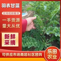 【羽衣甘蓝】山东特菜鲜嫩翠绿常年有货全国能发纸箱泡沫箱