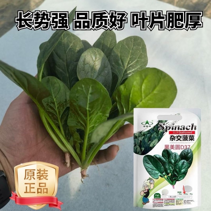 黑美圆杂交菠菜种子叶片肥厚半直立大椭圆叶大田基地专用菠菜