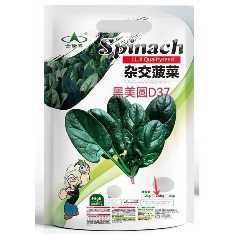 黑美圆杂交菠菜种子叶片肥厚半直立大椭圆叶大田基地专用菠菜
