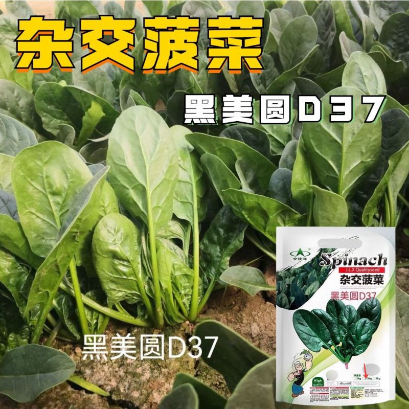 黑美圆杂交菠菜种子叶片肥厚半直立大椭圆叶大田基地专用菠菜