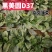 黑美圆杂交菠菜种子叶片肥厚半直立大椭圆叶大田基地专用菠菜