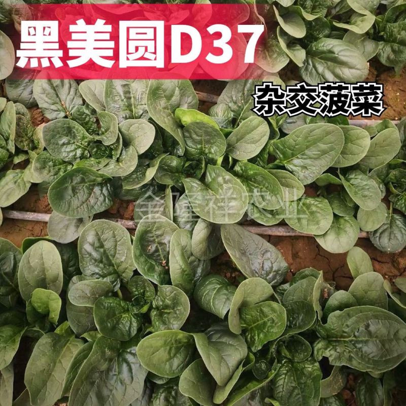 黑美圆杂交菠菜种子叶片肥厚半直立大椭圆叶大田基地专用菠菜