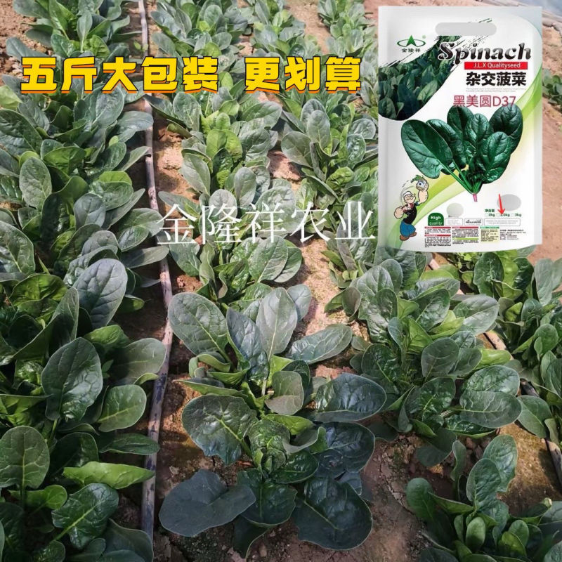 黑美圆杂交菠菜种子叶片肥厚半直立大椭圆叶大田基地专用菠菜