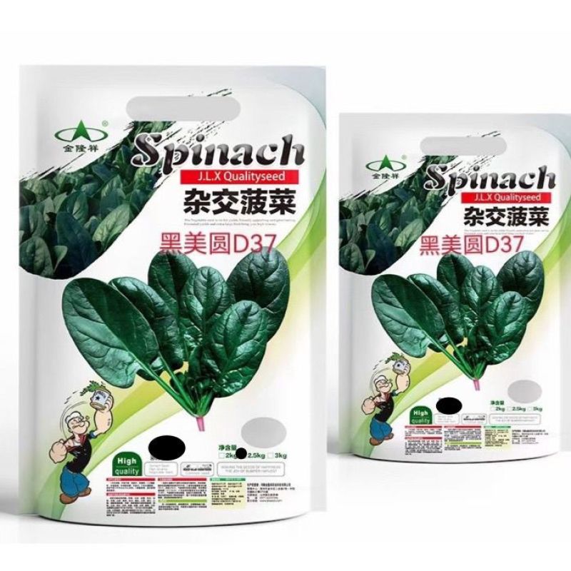 黑美圆杂交菠菜种子叶片肥厚半直立大椭圆叶大田基地专用菠菜