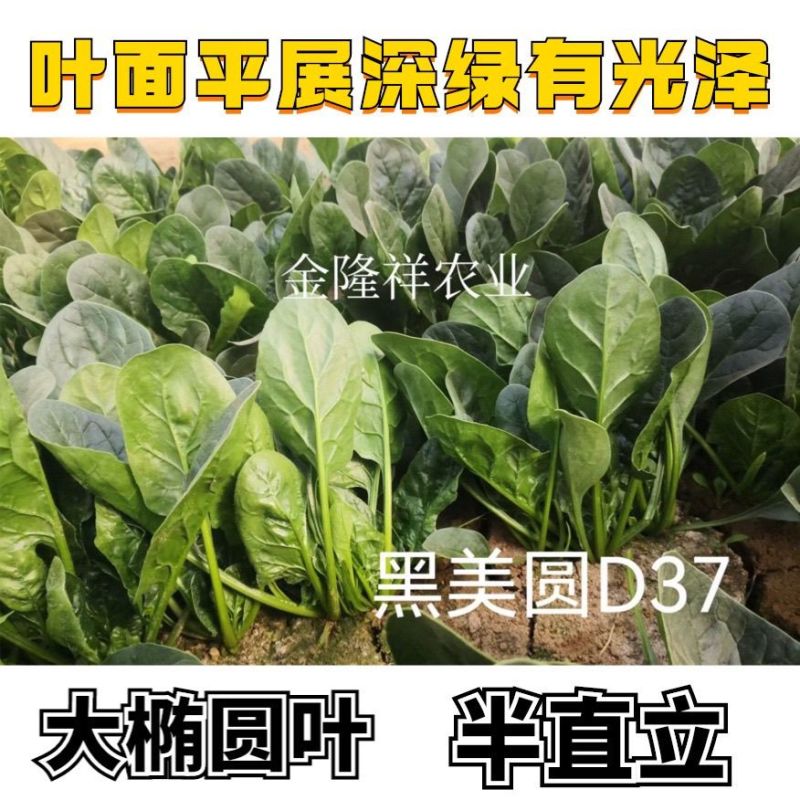 黑美圆杂交菠菜种子叶片肥厚半直立大椭圆叶大田基地专用菠菜