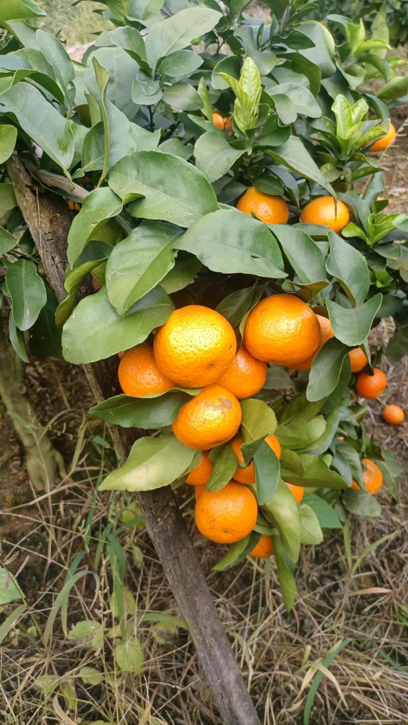 云南金秋沙糖桔