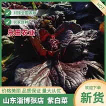 【紫白菜】淄博特菜按需求分拣打包货量大全年有运输快支持