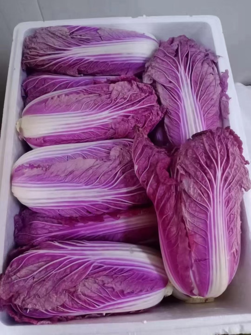 【紫白菜】淄博特菜按需求分拣打包货量大全年有运输快支持