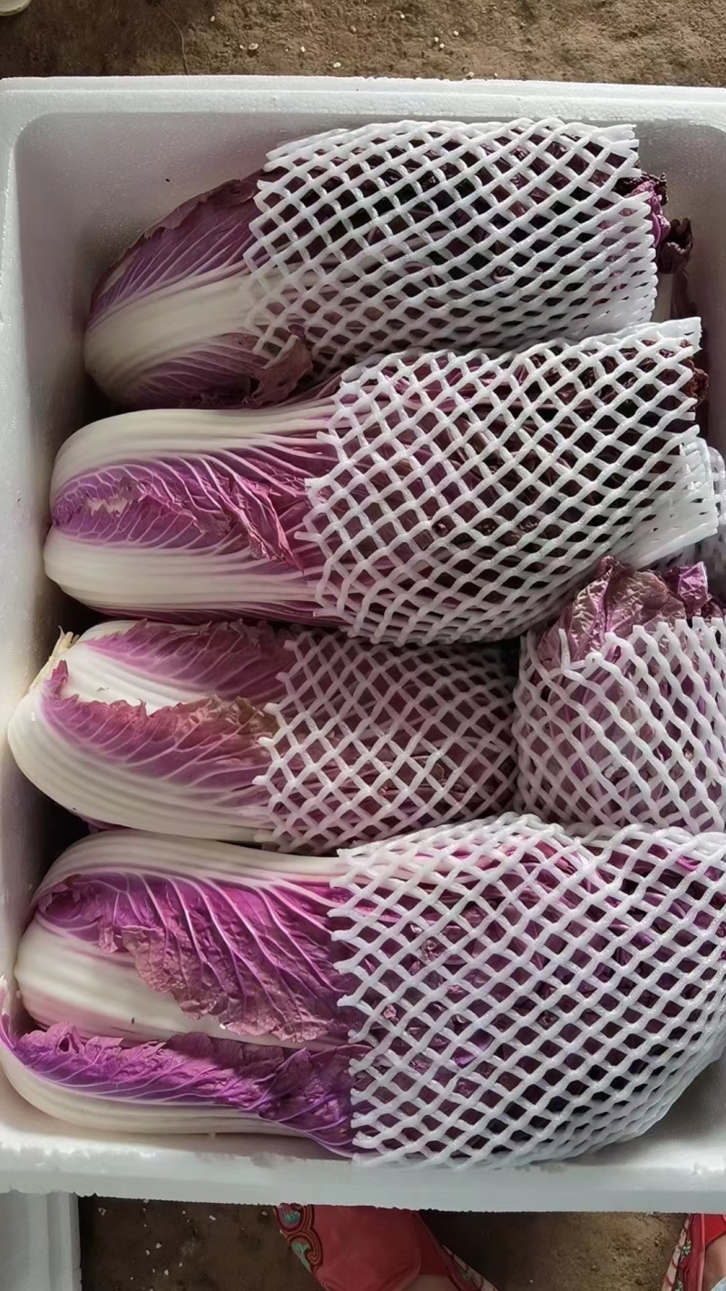 【紫白菜】淄博特菜按需求分拣打包货量大全年有运输快支持