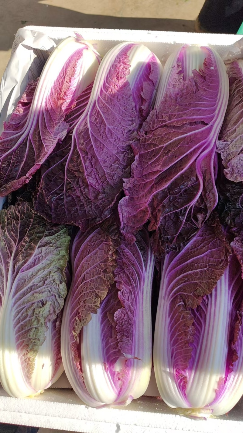 【紫白菜】淄博特菜按需求分拣打包货量大全年有运输快支持