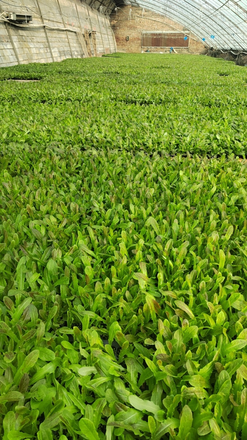 红叶莴苣苗山东莴笋苗耐寒根系好苗场直发
