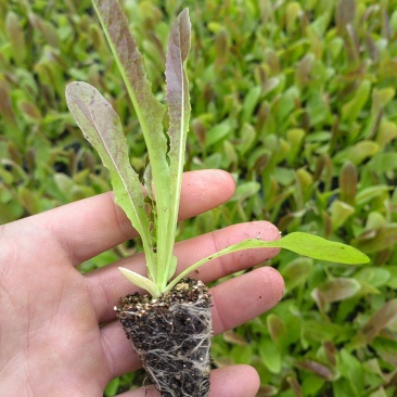 红尖叶莴莴笋苗聊城育苗厂直发长期合作基地种植代育苗