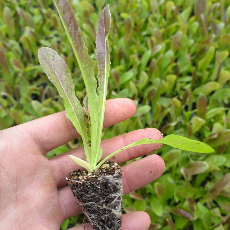 红尖叶莴莴笋苗聊城育苗厂直发长期合作基地种植代育苗