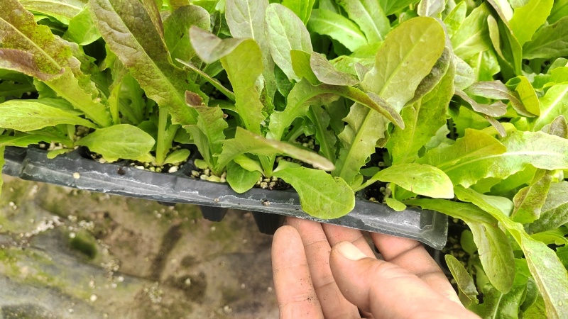 红尖叶莴莴笋苗聊城育苗厂直发长期合作基地种植代育苗