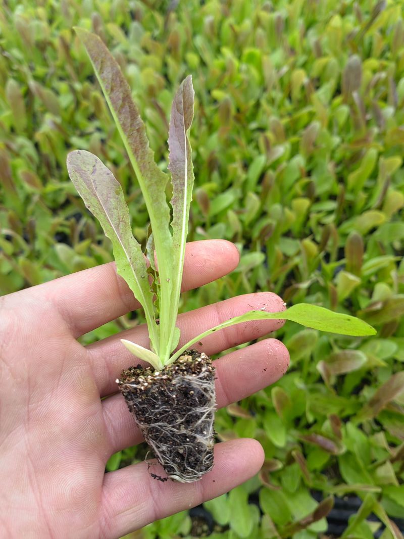 红尖叶莴莴笋苗聊城育苗厂直发长期合作基地种植代育苗