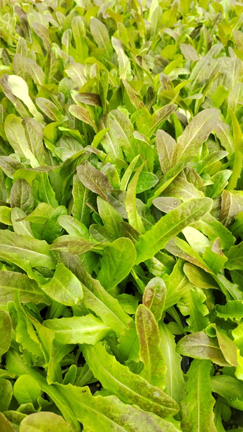 红尖叶莴莴笋苗聊城育苗厂直发长期合作基地种植代育苗