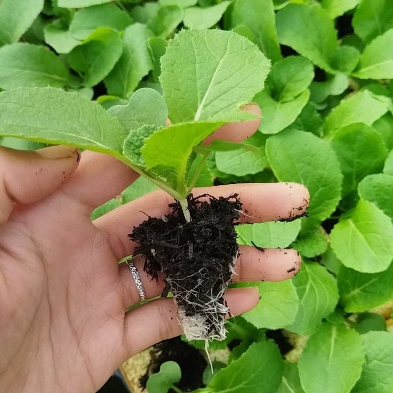 精品娃娃菜苗基地直发一手货源量大从优欢迎咨询