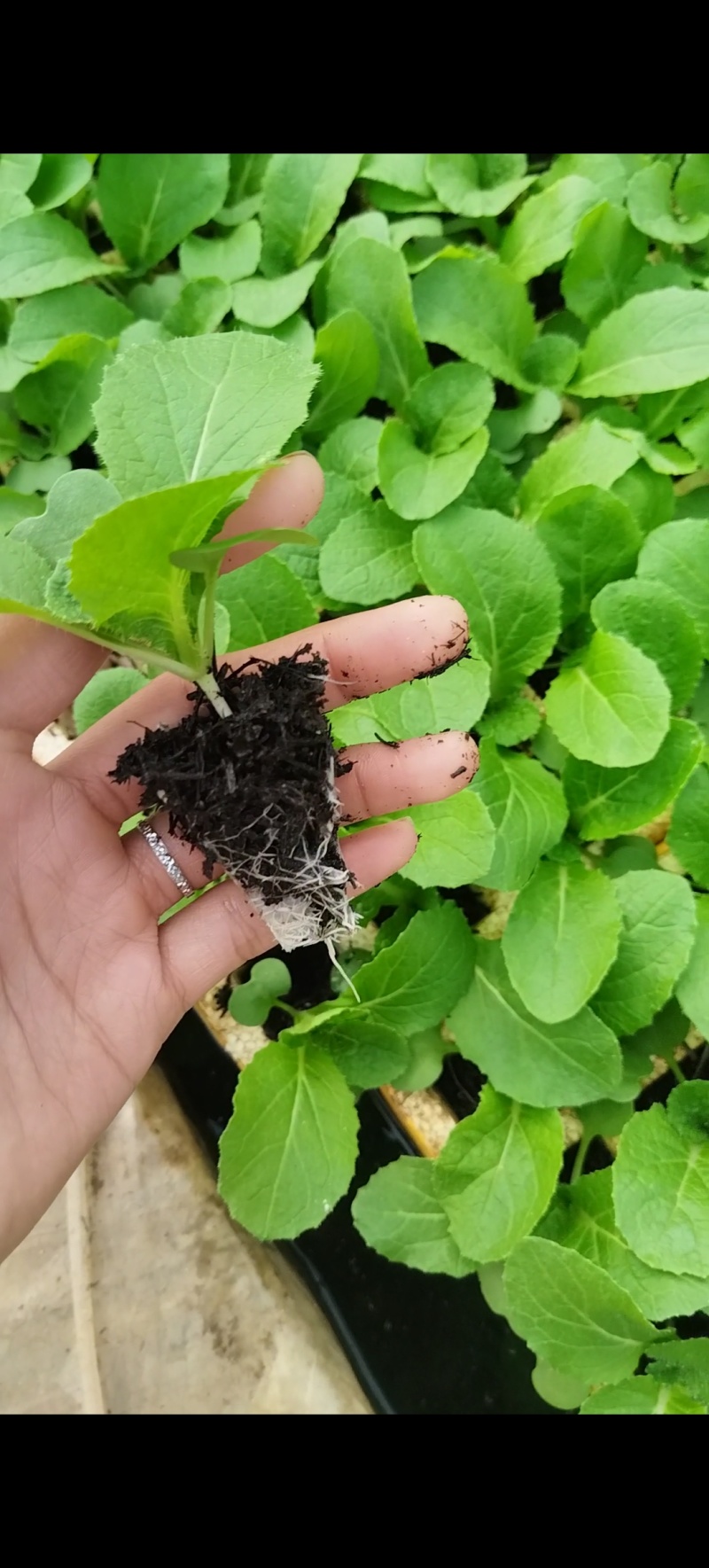 精品娃娃菜苗基地直发一手货源量大从优欢迎咨询