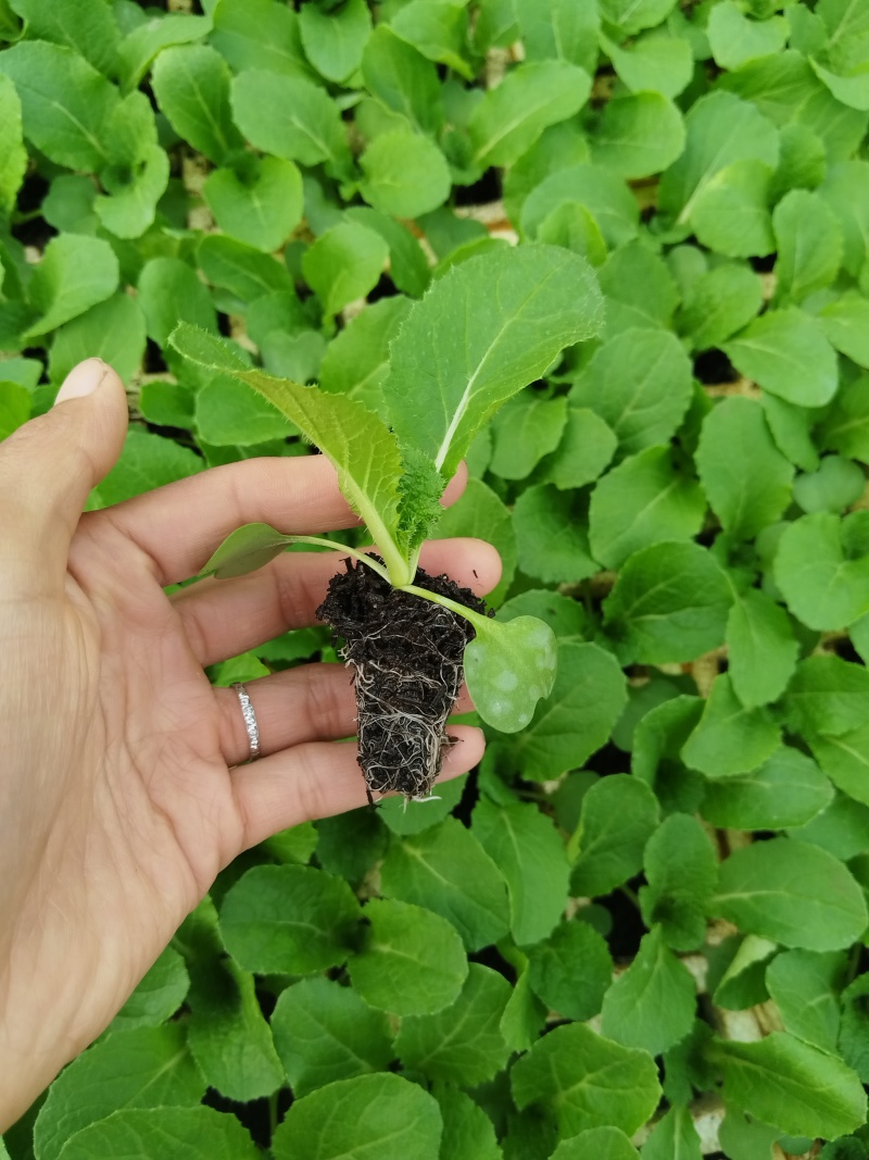 精品娃娃菜苗基地直发一手货源量大从优欢迎咨询