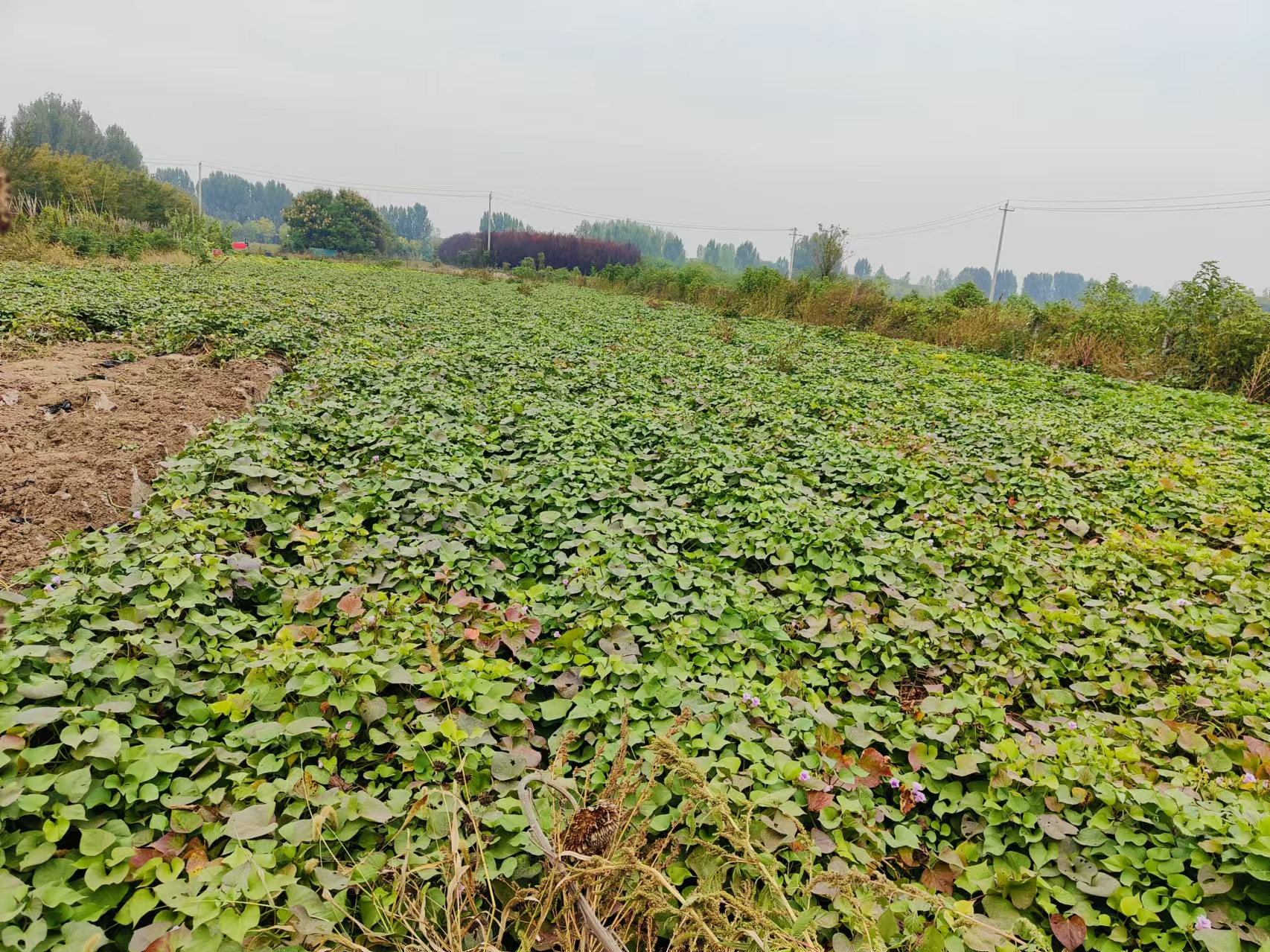 济薯15田间生长实景图