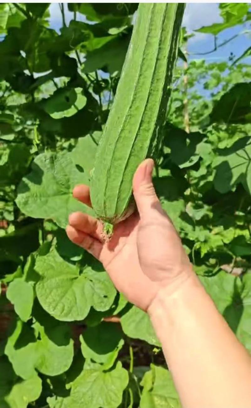 徐闻县丝瓜新苗
