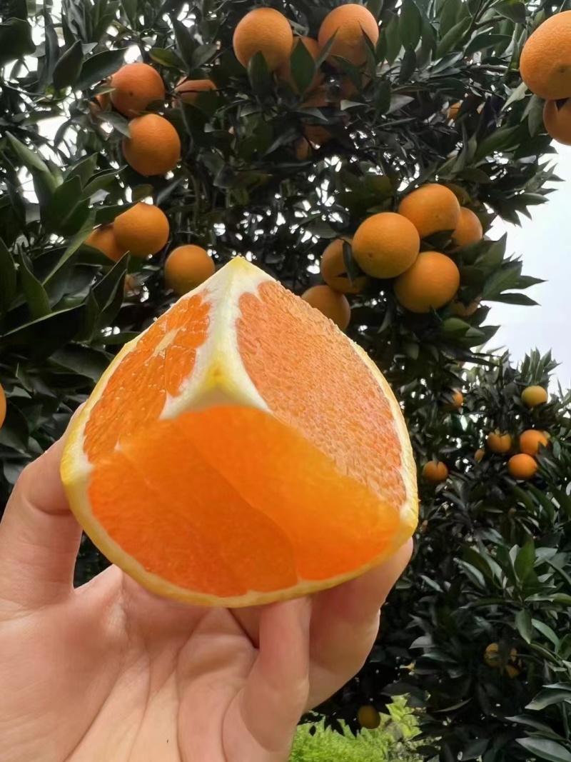九月红脐橙纯甜化渣果园直发批量整车发货