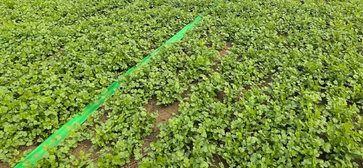 金阳大叶香菜田间生长实景