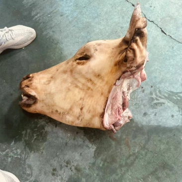 火烧母牛头带牛舌肉锥