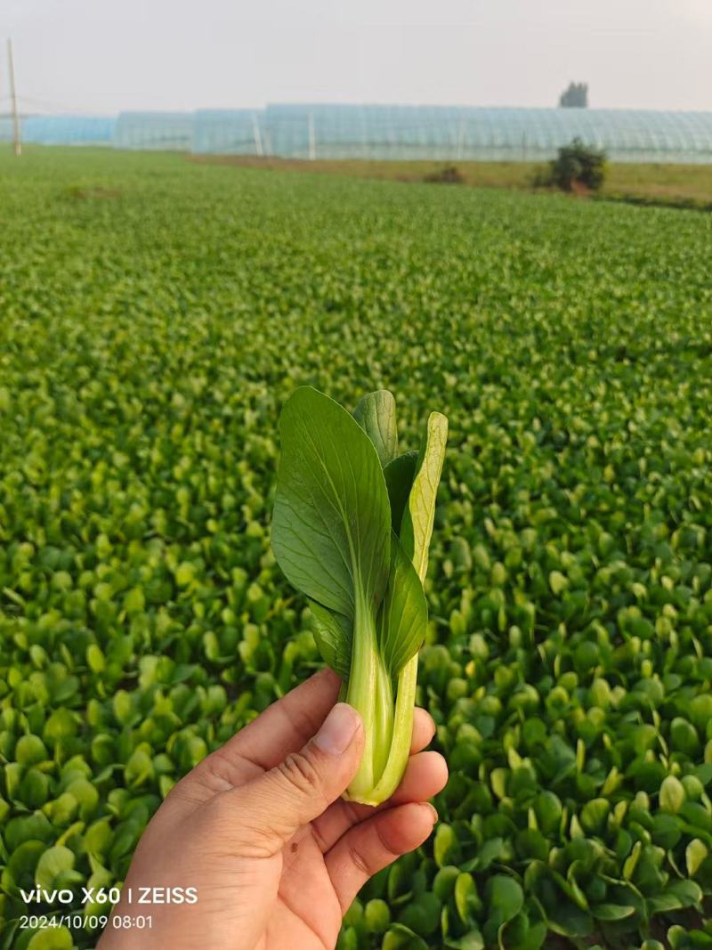 河南商丘精品上海青小油菜产地发货一手货源批发全国发货