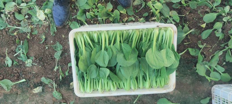 河南商丘精品上海青小油菜产地发货一手货源批发全国发货