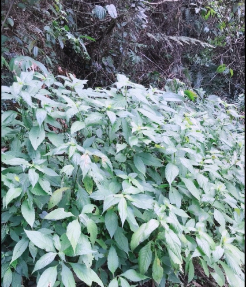 野南板蓝根大揭秘！自然养生新宠儿太阳暴晒自然干