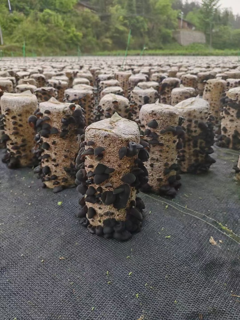 汉中精品黑木耳